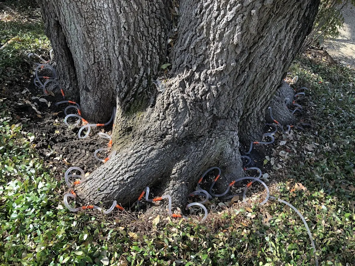Detailed Tree Cabling and Bracing job site in Painter
