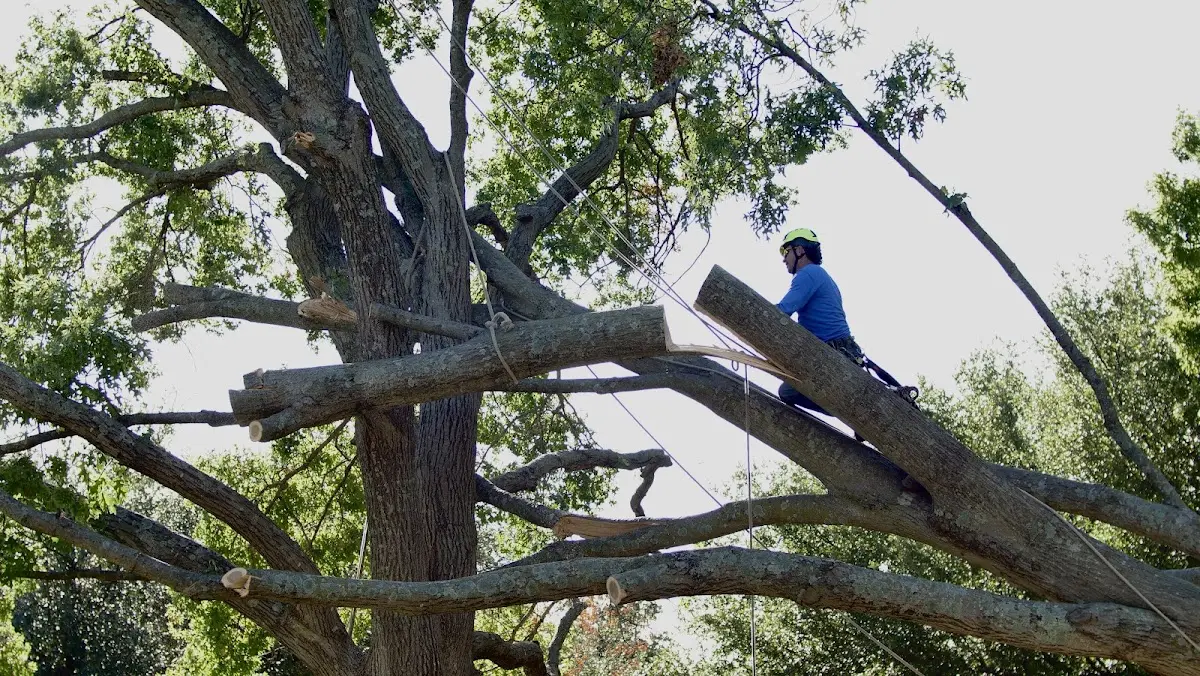 Professional Crown Thinning performed by certified arborists in Painter