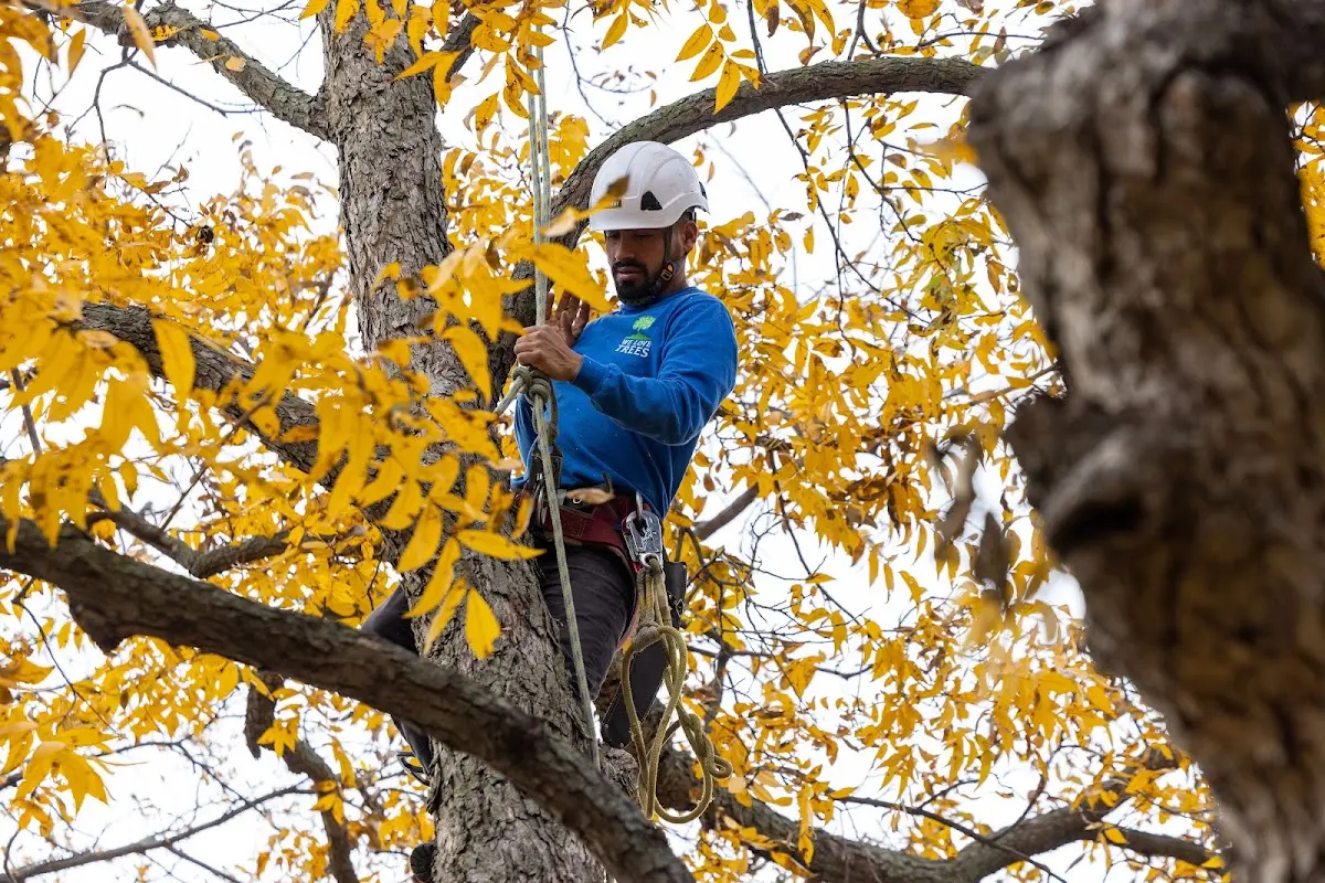 Skilled Storm Damage Cleanup crew working in Painter