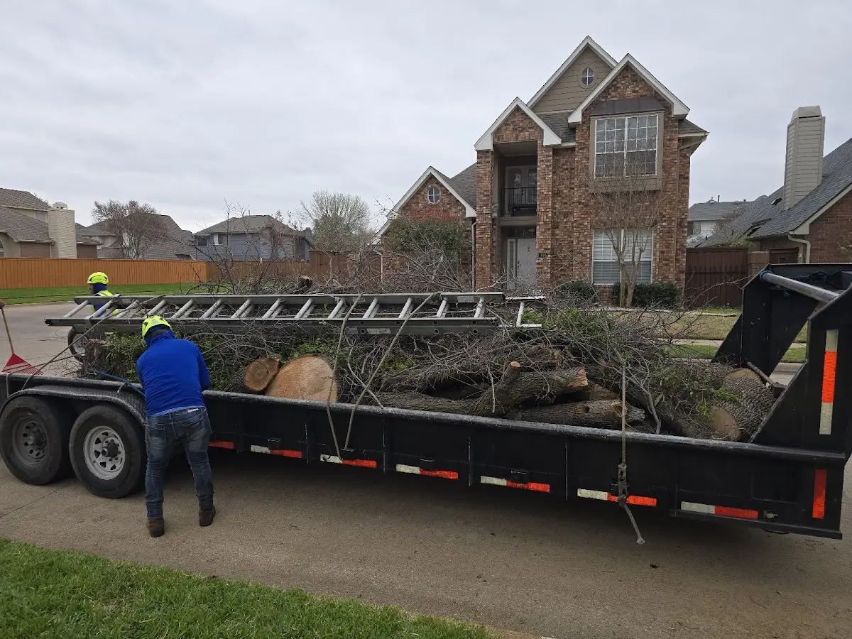 Expert Tree Removal with proper safety equipment in Painter